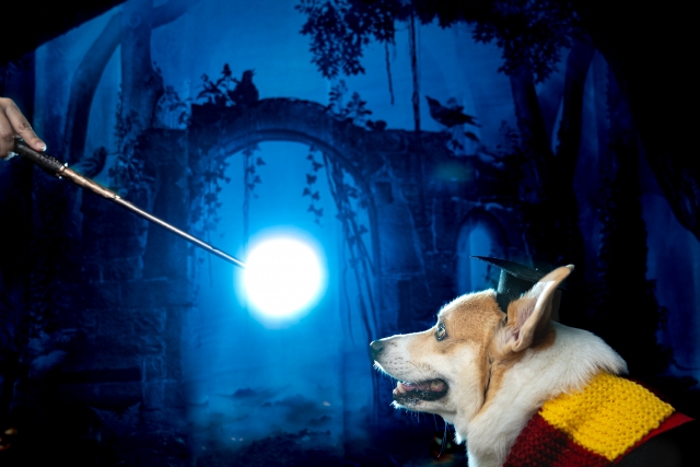 魔法の杖と犬
