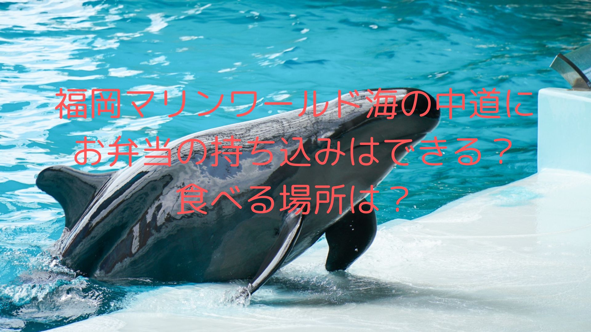 イルカのショー